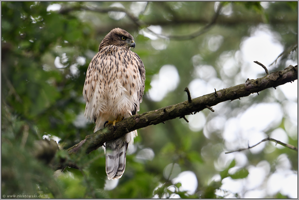 frei sitzend... Habicht *Accipiter gentilis*, junger Habicht schaut konzentriert zur Seite, zeigt sein Profil