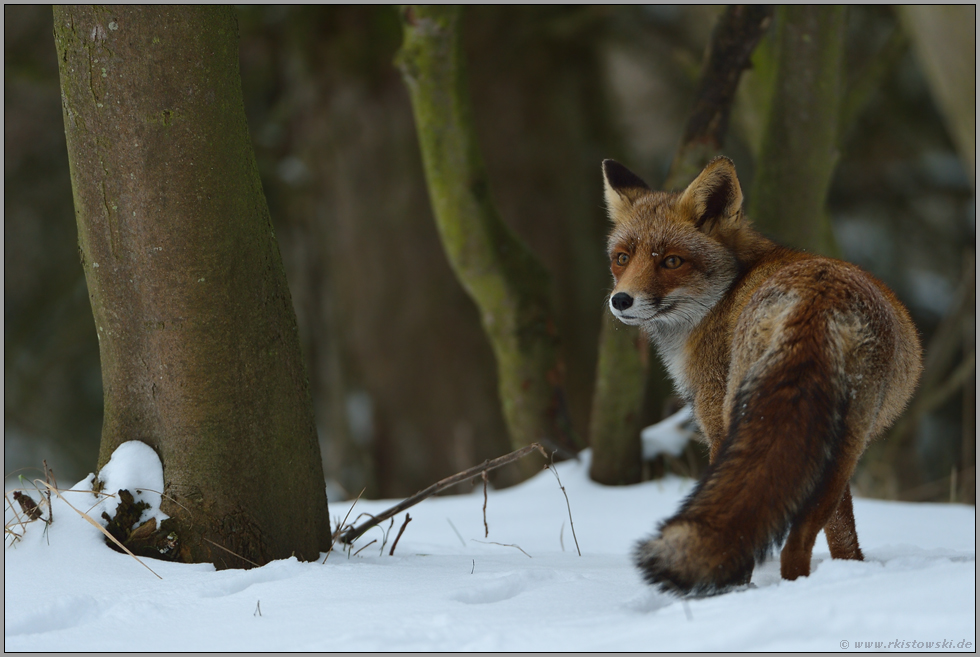 im dunklen Wald... Rotfuchs *Vulpes vulpes*, aufmerksamer Fuchs im Schnee, dreht sich um, schaut über die Schulter zurück