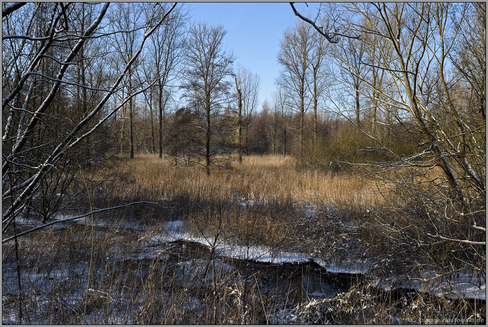 verlandete Altrheinrinne... Ilvericher Altrheinschlinge *Meerbusch*, Bruchwald am Niederrhein im Winter