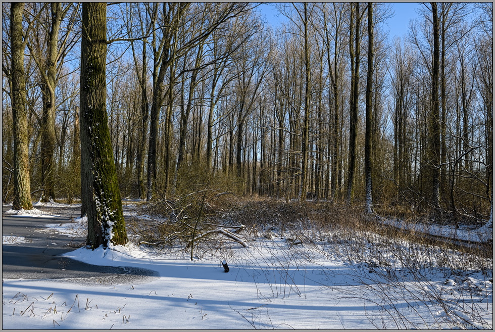 bei Schnee und Eis... Ilvericher Altrheinschlinge *Meerbusch*, Bruchwald in den Rheinauen im Winter