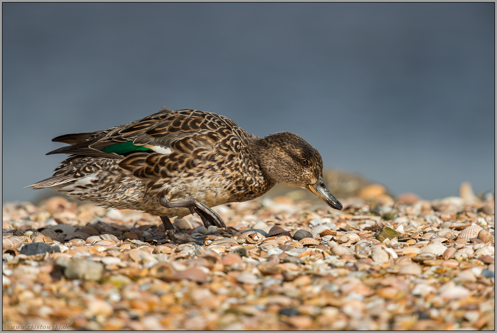 im Suchschritt... Krickente *Anas crecca* bei Nahrungssuche auf einer Muschelbank, Weibchen