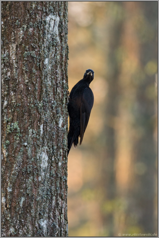 Einzelgänger... Schwarzspecht *Dryocopus martius*, typischer Blick, seitlich am Baum sitzend, sichernd