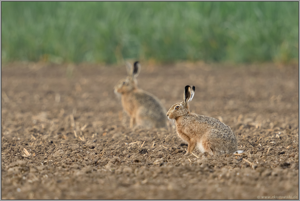 zu zweit... Feldhase *Lepus europaeus* auf einem Acker am Niederrhein