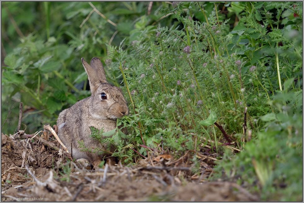 genüsslich... Wildkaninchen *Oryctolagus cuniculus* frisst am Feldrand vom frischen Grün