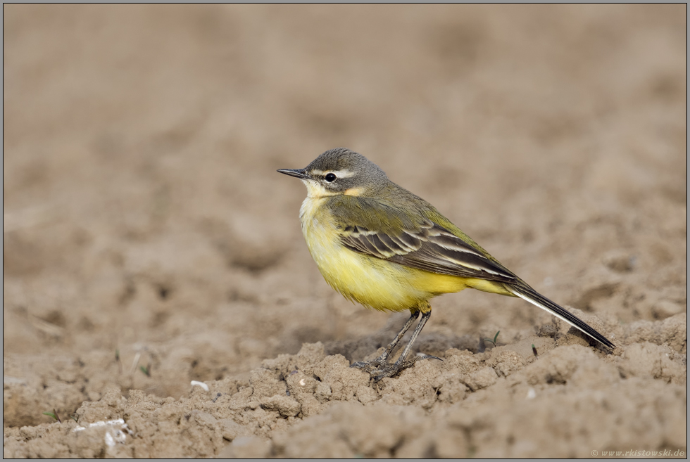 Vogel der Feld- und Wiesenflur... Wiesenschafstelze *Motacilla flava* auf einem frisch bestellten Acker sitzend