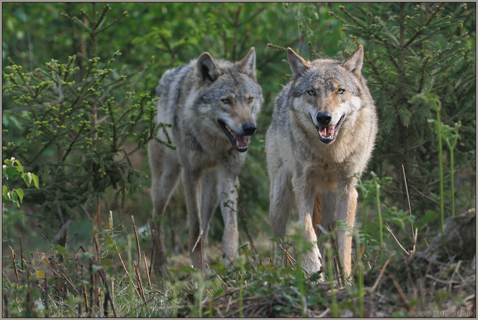 im Unterholz... Grauer Wolf *Canis lupus*, zwei Wölfe laufen durch den Wald, frontale Begegnung
