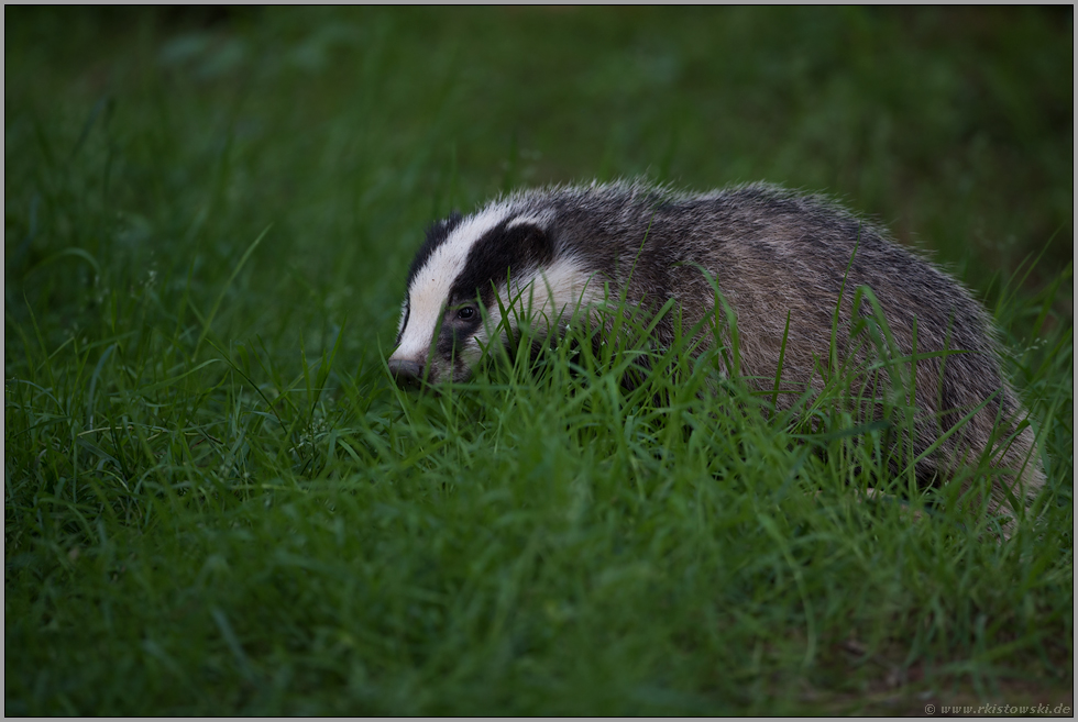 unterwegs... Europäischer Dachs *Meles meles* auf Entdeckungstour im Gras einer Wiese am Waldrand