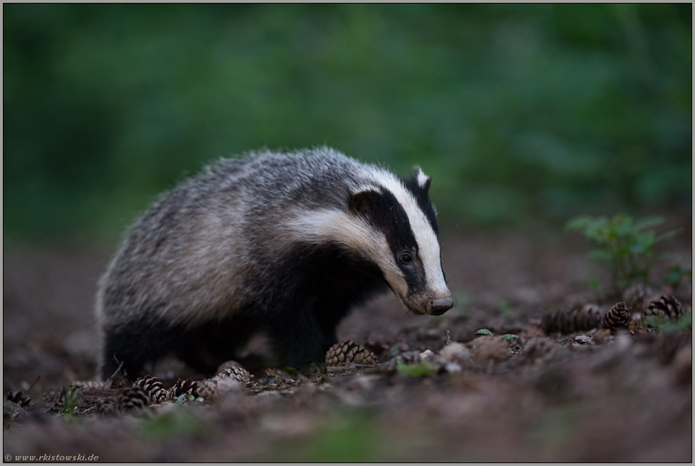 nachtaktiv... Europäischer Dachs *Meles meles* auf der Pirsch am Waldboden, bei nächtlicher Nahrungssuche
