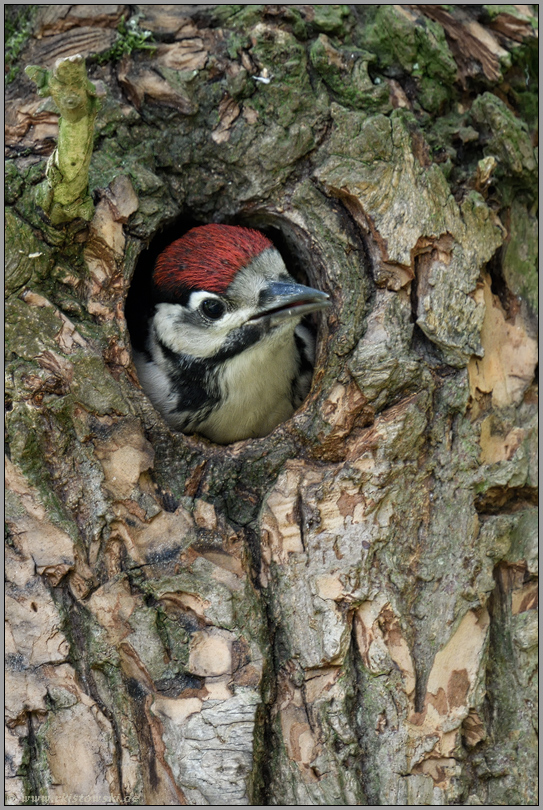 Jungvogel in der Bruthöhle... Buntspecht *Dendrocopos major*, junger Specht schaut aus seiner Höhle in einem Baum