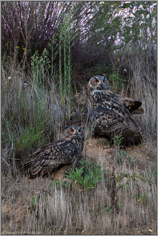 noch einmal zu zweit... Europäischer Uhu *Bubo bubo*