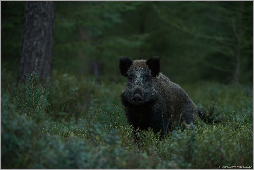 beste Aussichten... Wildschwein *Sus scrofa*