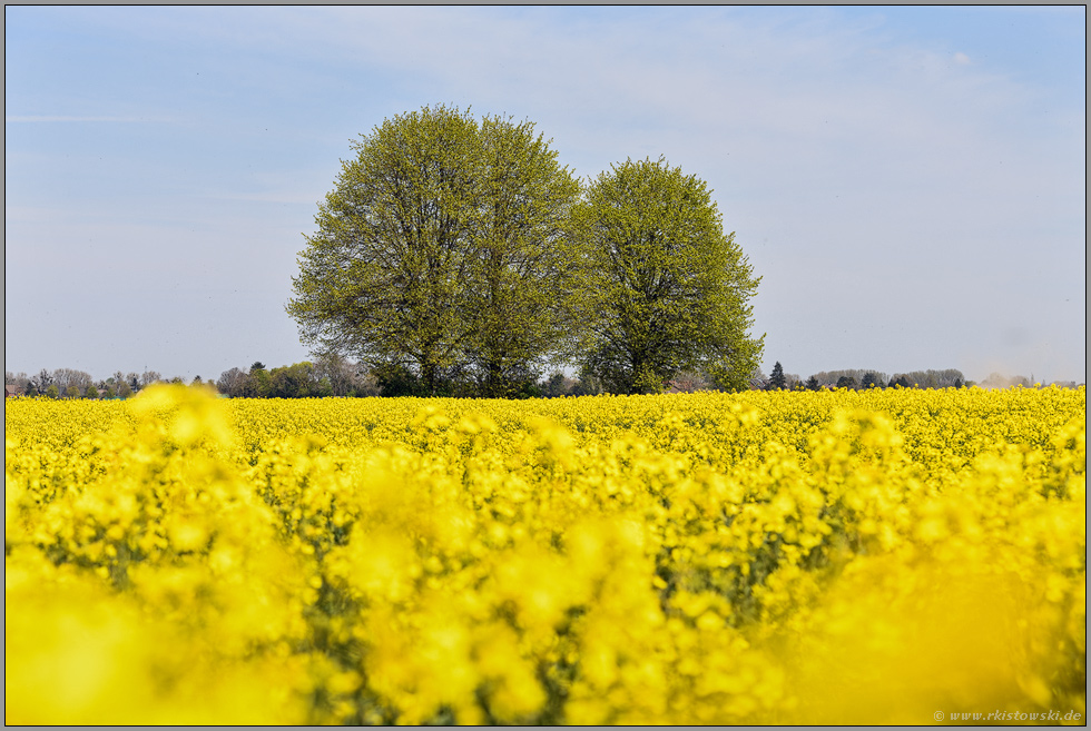 Komplementärfaben... Meerbusch Kierst *Rhein-Kreis Neuss* Rapsblüte im April