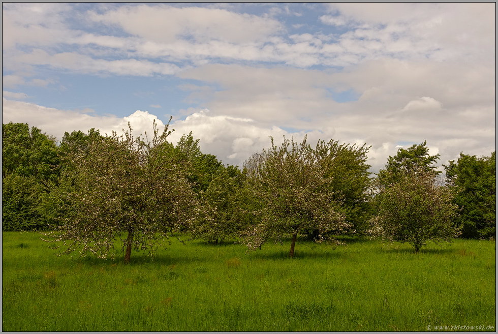 Streuobstwiese... Meerbusch *Lank Latum*, Bürgerwäldchen zwischen Lank Latum, Langst Kierst und Ilverich
