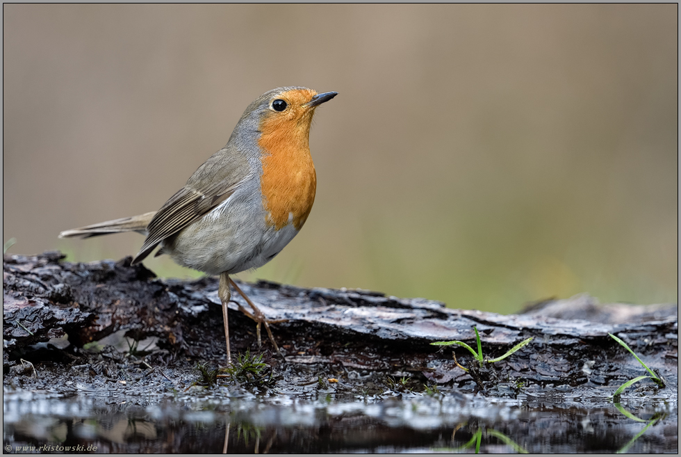 nasse Füße... Rotkehlchen *Erithacus rubecula* an einer Wasserstelle