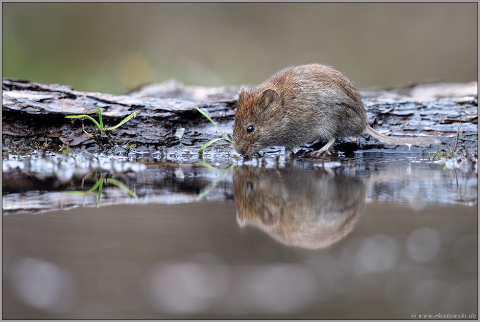 am Wasser... Mitteleuropäische Rötelmaus *Clethrionomys glareolus* trinkt, Spiegelung