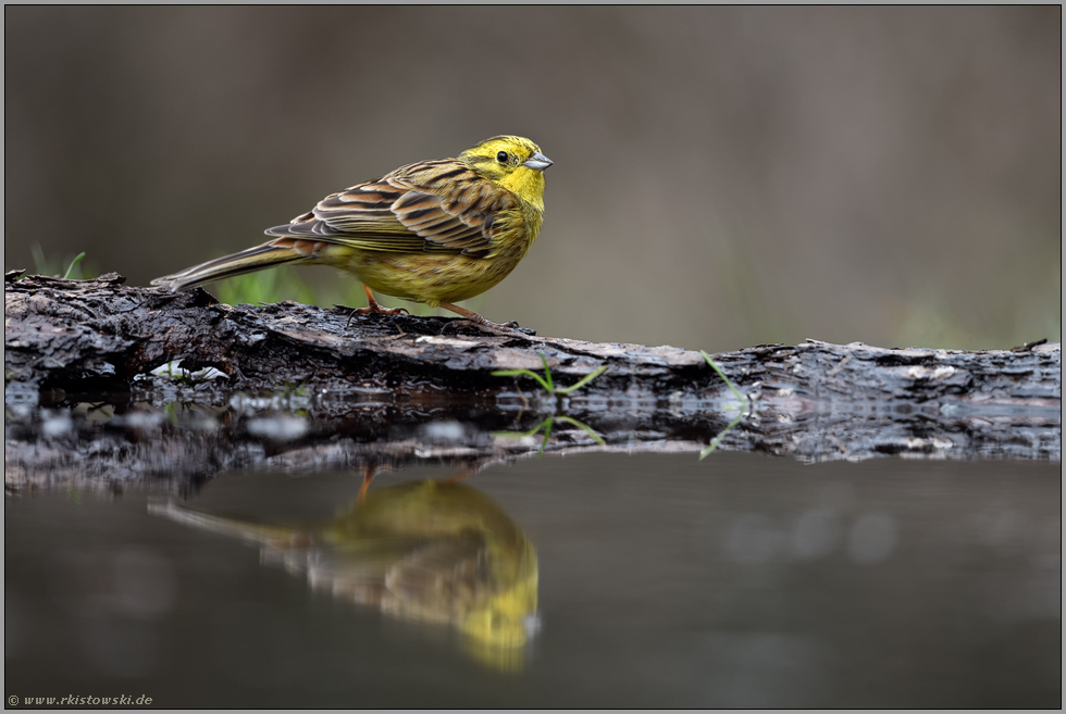 adultes Männchen... Goldammer *Emberiza citrinella* im Sommerkleid, Prachtkleid an der Wasserstelle