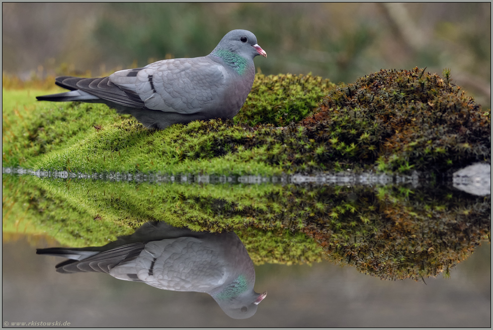 doppelte Freude... Hohltaube *Columba oenas* ruht im Moos an einer Wasserstelle im Wald