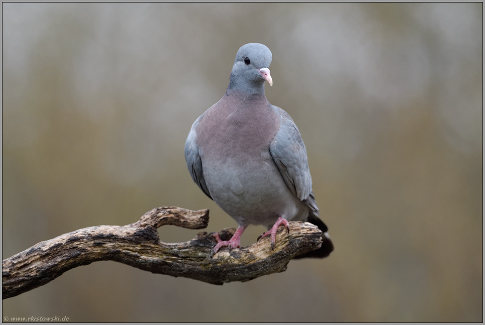 hübsch anzusehen... Hohltaube *Columba oenas* freisitzend auf einem Ast auf einer Lichtung im Wald