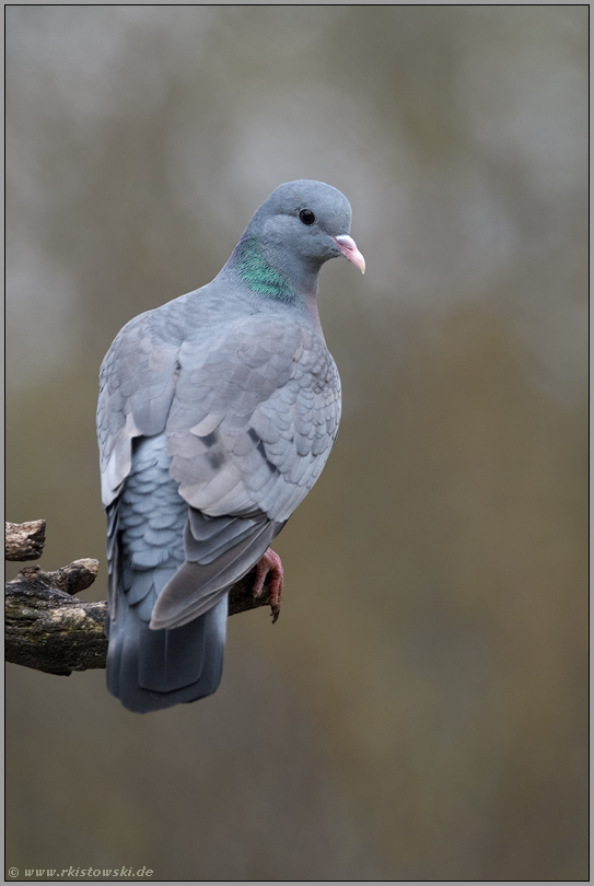 blaugrau... Hohltaube *Columba oenas*, Wildtaube auf einer Lichtung im Wald