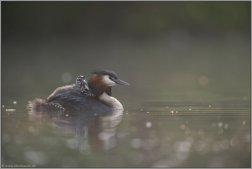 Licht und Nebel... Haubentaucher *Podiceps cristatus* mit Jungvögeln auf dem Rücken