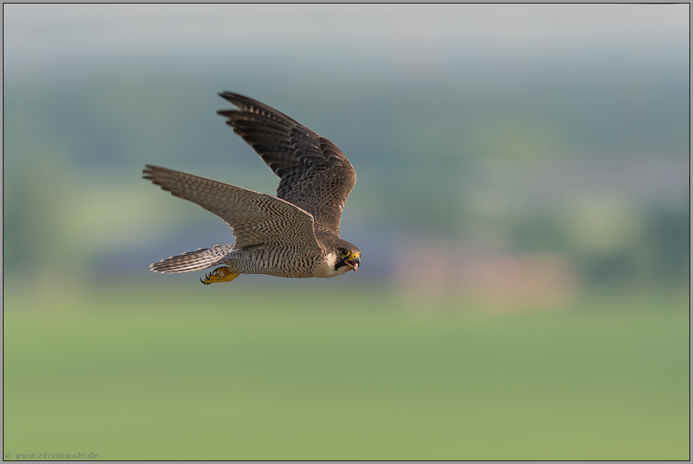 hoch in der Luft... Wanderfalke *Falco peregrinus* über bäuerlicher Kulturlandschaft, Wildvogel