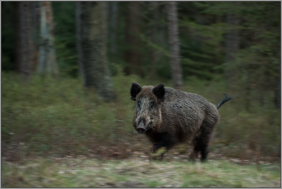 irritiert... Wildschwein *Sus scrofa* am Waldrand, in Bewegung, dynamisch mitgezogene Aufnahme