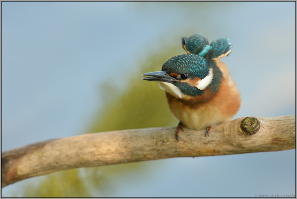 typisches Verhalten... Eisvogel *Alcedo atthis*, Jungvogel bettelt um Futter, reckt und streckt sich, lockert die Flugmuskulatur