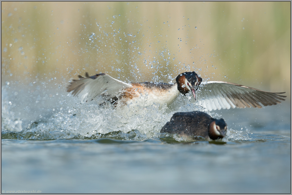 Aggressionen... Haubentaucher *Podiceps cristatus*, heftiger Revierkampf zweier Haubentaucher zur Balz- und Brutzeit