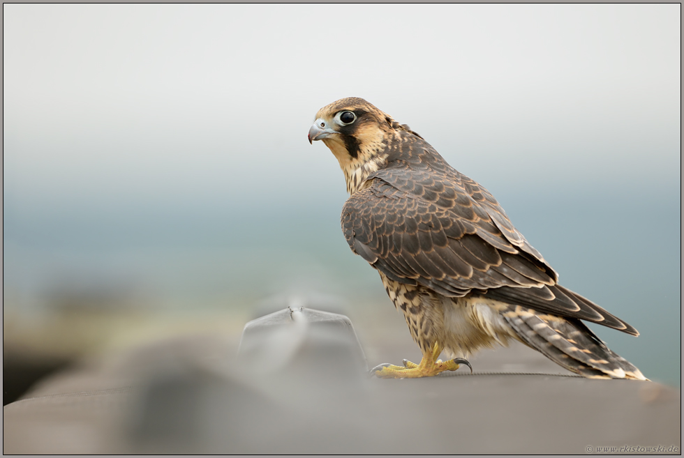 kritischer Blick... Wanderfalke *Falco peregrinus*, junger, gerade eben flügger Wanderfalke