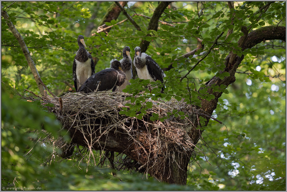 Nesthocker... Schwarzstorch *Ciconia nigra*, Nachwuchs, junge Schwarzstörche auf ihrem Nest in einer Baumkrone im Wald