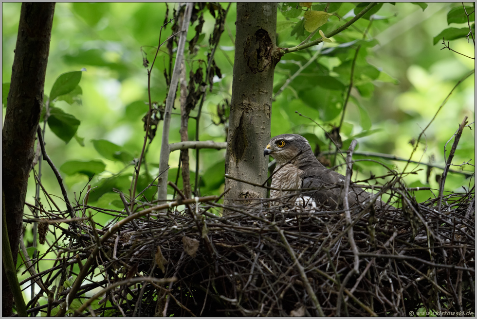 geduldig... Sperber *Accipiter nisus* hudert, nimmt den Nachwuchs und die Fittiche