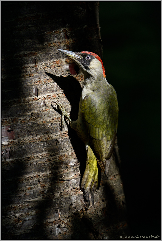 stets aufmerksam... Grünspecht *Picus viridis* im Wald im Lichtspot am Baum