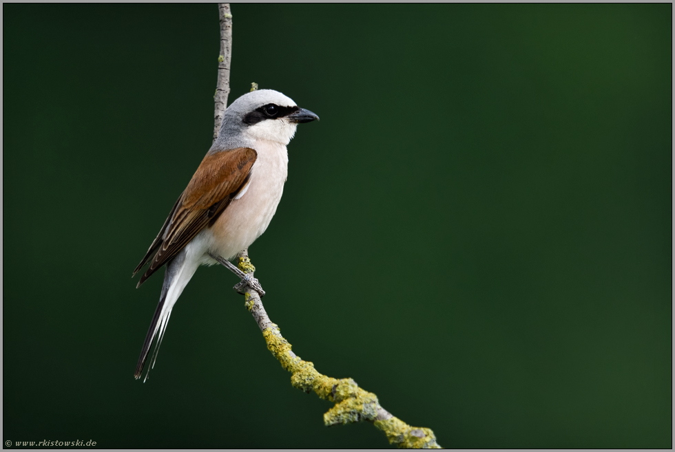 in seiner ganzen Schönheit... Neuntöter *Lanius collurio*, männlicher Altvogel im Prachtkleid