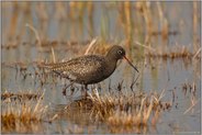 fast schwarz... Dunkler Wasserläufer *Tringa erythropus*