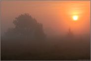 im Moor... Sonne und Nebel *Wagenfelder Moor*