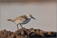 harte Kontraste... Sanderling (JK)*Calidris alba*