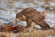 in Feld und Wiese... Mäusebussard *Buteo buteo*