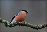 Herr Dompfaff... Gimpel *Pyrrhula pyrrhula*