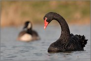 ausgebüxt... Trauerschwan *Cygnus atratus*