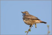 hoch oben... Blaukehlchen *Luscinia svecica*