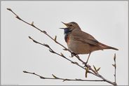 dem Wetter trotzend... Blaukehlchen *Luscinia svecica*