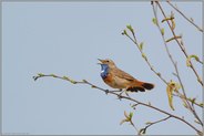 aus der Ferne... Blaukehlchen *Luscinia svecica*