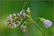 in der Wiese... Aurorafalter *Anthocharis cardamines*