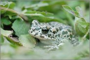 gut getarnt... Wechselkröte *Bufo viridis*