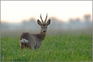 frühes Gegenlicht... Rehbock *Capreolus capreolus*