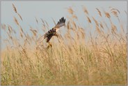 am Nest... Rohrweihe *Circus aeruginosus*