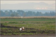 während der Balz... Großtrappe *Otis tarda*