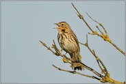 Sängerknabe... Baumpieper *Anthus trivialis*