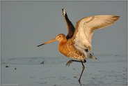 der Tanz... Uferschnepfe *Limosa limosa*