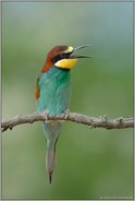 der Ruf... Bienenfresser *Merops apiaster*